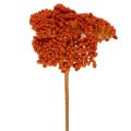Floristik24 Trockenblumen Achillea Orange 45-60 cm 1 kg