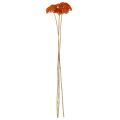Trockenblumen Achillea Orange 45-60 cm 1 kg | Floristik24.at
