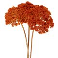 Trockenblumen Achillea Orange