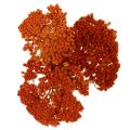 Trockenblumen Achillea Orange