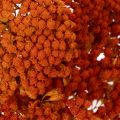 Trockenblumen Achillea Orange