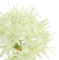 Floristik24 Allium Cremeweiß L76cm