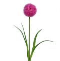 Floristik24 Allium 68cm Pink-Lila
