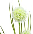 Floristik24 Allium Creme mit Gras 65cm 3St