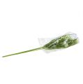 Floristik24 Allium Creme mit Gras 65cm 3St