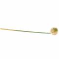 Floristik24 Zierlauch Allium künstlich Rosa/Grün Ø8cm 58cm