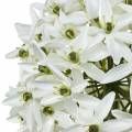 Floristik24 Deko-Blume Allium, künstlicher Kugellauch, Zierlauch Weiß Ø20cm L72cm