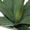 Floristik24 Aloe Zweig künstlich Grün 47cm