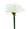 Floristik24 Amaryllis Blume Weiß L 73cm 2St
