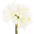 Floristik24 Künstliche Amaryllis Weiß mit Stiel 50cm für Advent und Weihnachten