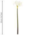 Künstliche Amaryllis Weiß mit Stiel 50cm für Advent und Weihnachten | Floristik24.at