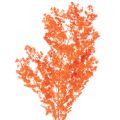 Floristik24 Trockenblumen Asparagus-Zweig 65 cm gefärbt Orange