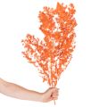 Trockenblumen Asparagus-Zweig 65 cm gefärbt Orange | Floristik24.at