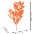 Trockenblumen Asparagus-Zweig 65 cm gefärbt Orange | Floristik24.at