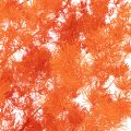 Trockenblumen Asparagus-Zweig 65 cm gefärbt Orange | Floristik24.at
