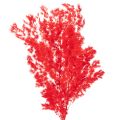 Floristik24 Getrockneter Asparagus Bund Rot 65cm 80g für Dekoration