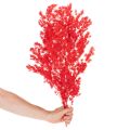 Getrockneter Asparagus Bund Rot 65cm 80g für Dekoration | Floristik24.at