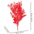 Getrockneter Asparagus Bund Rot 65cm 80g für Dekoration | Floristik24.at
