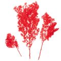 Getrockneter Asparagus Bund Rot 65cm 80g für Dekoration | Floristik24.at