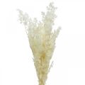 Floristik24 Asparagus Trockendeko Weiß Getrocknetes Ziergras 100g