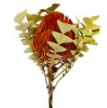 Floristik24 Banksia Baxterii Orange 8St