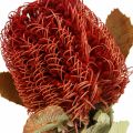 Floristik24 Banksia Baxteri Banksie Exoten Trockenblumen Rot 10St