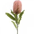 Floristik24 Kunstblume Banksia Rosa Herbstdeko Gedenkfloristik 64cm