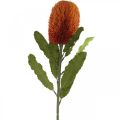 Floristik24 Kunstblume Banksia Orange Herbstdeko Trauerfloristik 64cm