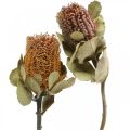 Floristik24 Banksia coccinea Trockenblumen Natur 10St