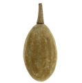 Floristik24 Baobab Frucht Natur 15cm - 20cm