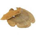 Floristik24 Baumschwamm Natur Deko Pilze getrocknet 6cm 1kg