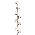 Floristik24 Künstlicher Baumwollzweig mit echten Baumwollblüten 78cm Braun-Weiß