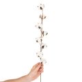 Künstlicher Baumwollzweig mit echten Baumwollblüten 78cm Braun-Weiß | Floristik24.at