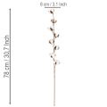 Künstlicher Baumwollzweig mit echten Baumwollblüten 78cm Braun-Weiß | Floristik24.at