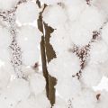 Kunstzweig mit Tannenzapfen und weißen Beeren 60 cm | Floristik24.at