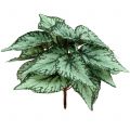 Floristik24 Künstlicher Begonienbusch Kunstpflanze Grün 34cm