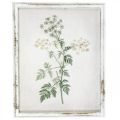 Floristik24 Vintage Wanddeko, Bild mit Rahmen Holz Getrocknete Pflanze 40×50cm