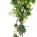 Floristik24 Blättergirlande Deko Girlande Kunstpflanze Grün 180cm