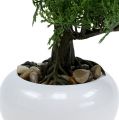 Floristik24 Bonsai Baum im Topf H20cm