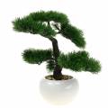 Floristik24 Bonsai Baum im Keramiktopf Mädchenkiefer Künstlich H36cm