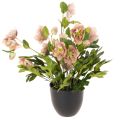 Floristik24 Künstliche Christrose Helleborus im Topf 50cm rosa-grün für Wohnraumdekoration