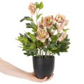 Künstliche Christrose Helleborus im Topf 50cm rosa-grün für Wohnraumdekoration | Floristik24.at