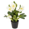 Floristik24 Christrose künstlich Topfblume 34 cm weiß für Tischdekoration