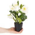 Christrose künstlich Topfblume 34 cm weiß für Tischdekoration | Floristik24.at