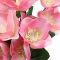 Floristik24 Blumenstrauß Christrosen Rosa 29cm 4St