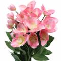 Floristik24 Blumenstrauß Christrosen Rosa 29cm 4St