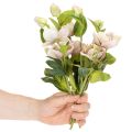 Künstliche Christrose Rosa-Grün 30 cm Bund mit 4 Stielen | Floristik24.at