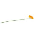 Floristik24 Chrysantheme Teddy 63cm Goldgelb