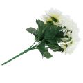Floristik24 Chrysantheme Weiß mit 7 Blüten