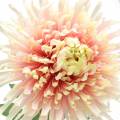 Floristik24 Chrysantheme Blütenzweig Rosa künstlich 64cm